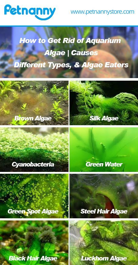 How to Get Rid of Algae in Fish Tank No Filter Fish Tank, Fish Tank Plants Fresh Water, Aqua Plants Fish Tanks, Aqua Scaping Freshwater Aquarium, Freshwater Planted Aquarium, Aquarium Plants Freshwater, Shrimp Tank Aquascape, River Aquascape, Planted Aquarium Aquascaping