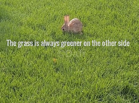 The grass is always greener on the other side Grass Is Always Greener, Animal Friends, The Grass, Animals Friends, The Other Side, Siding, Green, Animals, Quick Saves