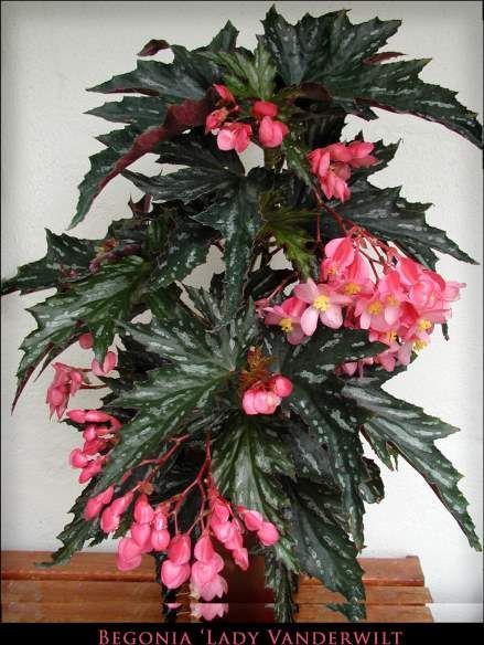 Angel Wing begonias with large, “angel wing” shaped, dark green leaves with metallic silver specks.and bright, pink flowers. Angel Wing Begonia, Pink Begonia, Easy To Grow Houseplants, Begonia Maculata, Inside Plants, Unusual Flowers, House Plants Indoor, Shade Plants, Exotic Plants