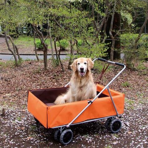 ^_^ Dog Wagon, Fear Of Dogs, Dog Stroller, Dog Rules, Old Dogs, Senior Dog, Diy Dog Stuff, Big Dogs, Cat House