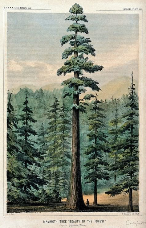 Sequoiadendron Giganteum, Piskel Art, Sequoia Tree, Arte Peculiar, Postal Vintage, Redwood Tree, Illustration Botanique, Nature Posters, Old Trees