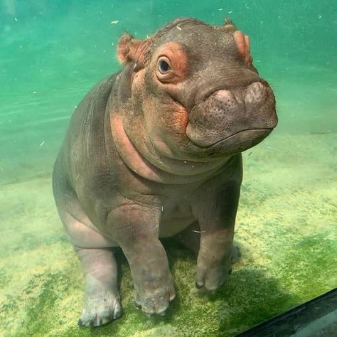 Nature and Animals on Twitter: "Just some baby hippos vibing to brighten your day.… " Animal 0.5 Photos, Unique Animals Beautiful, Cute Aquatic Animals, Baby Animals Adorable, Funny Baby Animals, Animal Selfies, House Hippo, Fiona The Hippo, Adorable Baby Animals