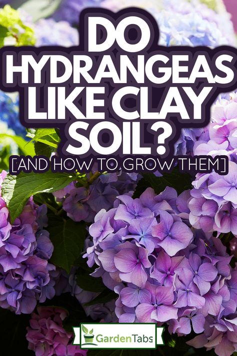 Do Hydrangeas Like Clay Soil? [And How To Grow Them] Bigleaf Hydrangea, Hydrangea Varieties, Smooth Hydrangea, Climbing Hydrangea, Lilac Roses, Planting Hydrangeas, Butterfly Bush, Soil Layers, Ground Cover Plants