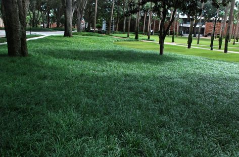 The Complete Guide To Mondo Grass: Mondo grass lawn in shady edges Lawn Free Landscaping, Landscape Low Maintenance, Green Bungalow, Outside Office, Shady Plants, Monkey Grass, Tree Landscaping, Potted Olive Tree, Lawn Ideas