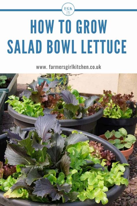 Salad Garden Container, Lettuce Growing Container, Container Lettuce Gardening, Planting Lettuce In Containers, Salad Container Garden, Growing Lettuce In Containers, Scrap Gardening, Gardening Lettuce, Growing Salad