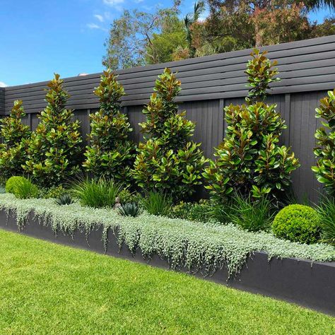 Planter Along Fence Line, Hamptons Garden Australia, Plants Along Fence Line, Simple Front Garden Ideas, Charcoal Fence, Landscape Screening, Landscaping Along Fence, Outdoor Landscape Design, Simple Landscaping