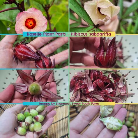 How and When to Harvest Roselle (Hibiscus sabdariffa) Roselle Plant, Roselle Hibiscus, Seeds Benefits, Hibiscus Sabdariffa, Tea Plant, Organic Soil, Hibiscus Tea, Garden Recipes, Tea Garden