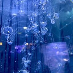 Jellyfish Playlist Cover, Cybercore Jellyfish, Jellyfish Blue Aesthetic, Jellyfish Pfp Aesthetic, Jellyfish Icon Aesthetic, Light Blue Jellyfish Wallpaper, Blue Jelly Fish Aesthetic, Jellyfishes Aesthetic, Jellyfish Aquarium Aesthetic