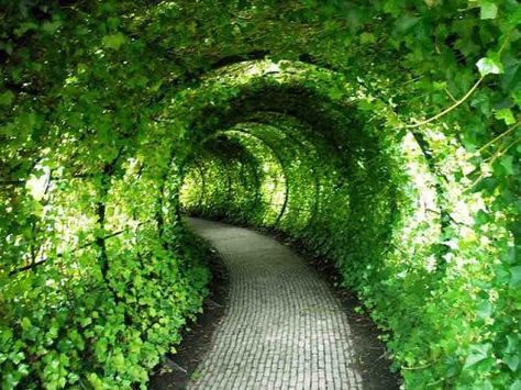 vine tunnel Cattle Panels, Garden Beautiful, Plants Growing, Beautiful Yards, Castle Garden, The Secret Garden, Backyard Ideas, Garden Paths, Dream Garden