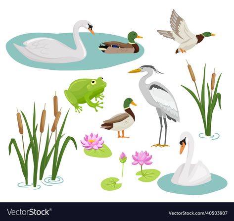 Wetland Illustration, Wetland Animals, Frog Painting, Camping Site, Activity Board, 2d Character, Anatomy Art, Water Lily, Christmas Cats