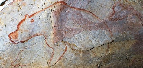 Fate of the Cave Bear - Smithsonian, article by Andrew Curry. The lumbering beasts coexisted with the first humans for tens of thousands of years and then died off. Why? Image: Painted Cave bears from Chauvet Cave, France. Read more: http://www.smithsonianmag.com/history/fate-of-the-cave-bear-69538895/ Chauvet Cave, Paleolithic Art, Prehistoric Cave Paintings, Prehistoric Age, Bear Skull, Giovanni Boldini, Cave Drawings, History Tattoos, Cave Bear