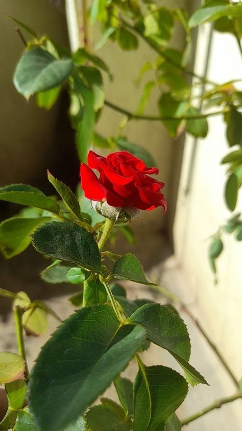 #rose#beautyful Snapchat Picture, Learning Arabic, Story Ideas, Ig Story, Art Reference, Snapchat, Plants, Flowers, Beauty