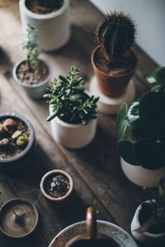 Cherry Pineapple Lemonade - The Kitchen McCabe Kaktus Dan Sukulen, نباتات منزلية, Plants Are Friends, Plant Photography, Plant Aesthetic, House Plants Decor, Cactus Y Suculentas, Pretty Plants, Plant Mom