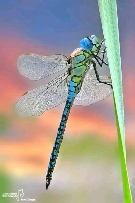 Dragonfly Lovers❤💙 | Cute🥰 | Facebook Dragon Fly Photo, Dragon Fly Pictures, Dragonfly Aesthetic, Bug Aesthetic, Dragonfly Quotes, Cute Dragonfly, Dragonfly Wallpaper, Dragonfly Images, Dragonfly Drawing