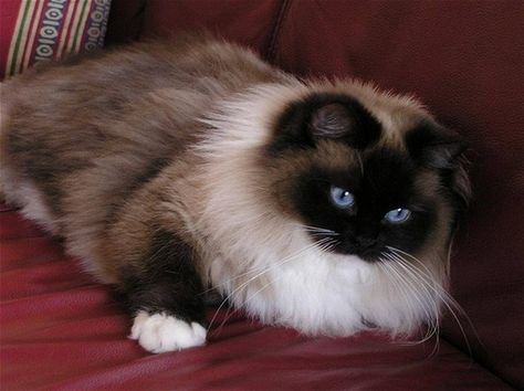 Himalayan Cats, Mitted Ragdoll, Birman Cat, Himalayan Cat, Ragdoll Kitten, Twilight Zone, Ragdoll Cat, Cute Cats And Kittens, Crazy Cat