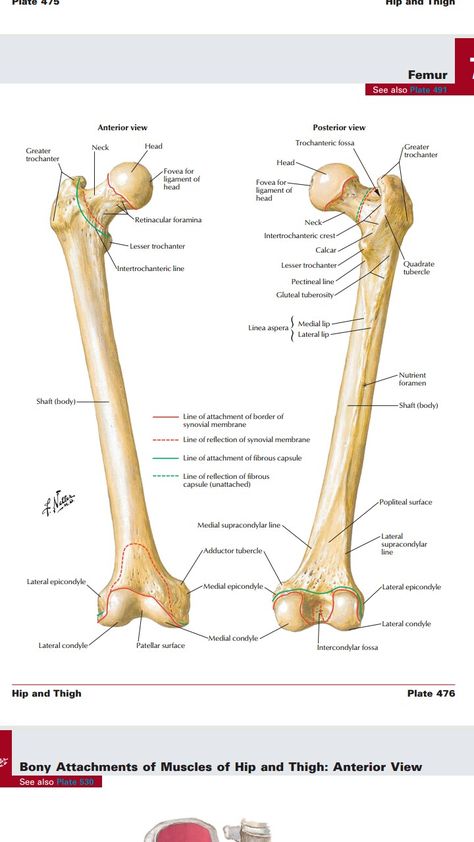 Femur Bone Anatomy, Femur Anatomy, Hand Bone Anatomy, Nursing School Prep, Hip Anatomy, Bone Anatomy, Human Skeleton Anatomy, Femur Bone, Radiology Student