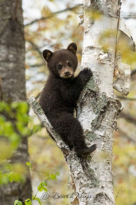 'Bear Witnes' Images on Facebook Baby Black Bear, Black Bears Art, Black Bear Cub, Wild Animals Photography, Bear Drawing, American Animals, Bear Photos, Bear Pictures