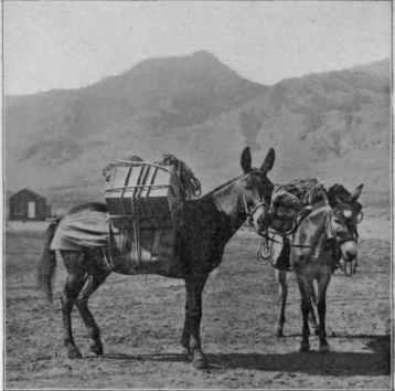 Horse Packing, Horse Camping, Hunting Packs, Mini Donkey, American Continent, Work With Animals, Colorado River, Mountain Man, Old West