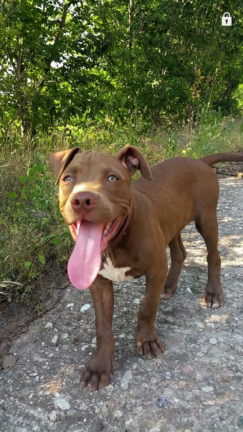 Chocolate Pitbull, Staffy Dog, Bully Breeds Dogs, Cutee Animals, Scary Dogs, Dog Mommy, Really Cute Dogs, Pretty Dogs, Puppies And Kitties