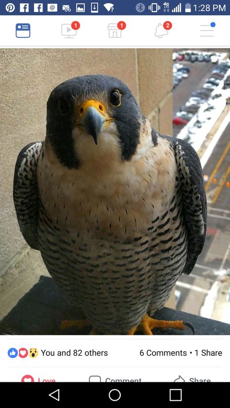 Peregrine Falcon, Office Window, Peregrine, My Office, Pretty Birds, Colorful Birds, Back To Nature, Birds Of Prey, Animal Photo