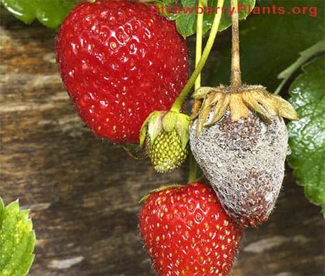 Strawberry Plant Diseases: Bacteria, Fungi, Molds & Viruses Ficus Pumila, Bacterial Diseases, Organic Pest Control, Plant Pests, Strawberry Garden, Growing Strawberries, Plant Problems, Plant Diseases, Powdery Mildew