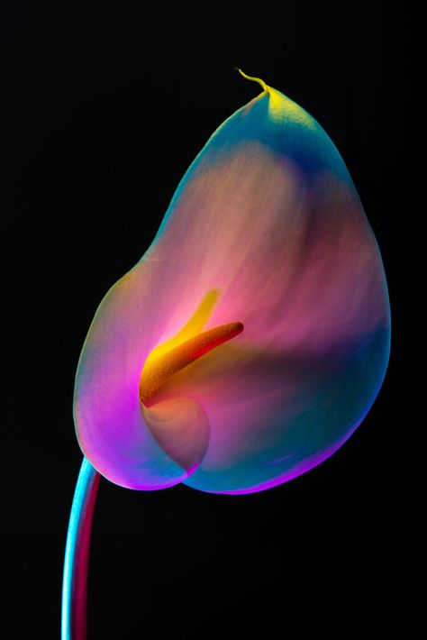 Lindsey Rickert Photography — Botanicals Photo Flowers Photography, Fine Art Flower Photography, Neon Flowers Aesthetic, Uv Flowers, Neon Plants, Flower Art Photography, Gel Photography, Flower Photography Art, Uv Photography