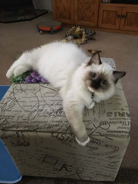 Seal Point Ragdoll Cat, Ragdoll Kittens, Fluffy Kittens, Ragdoll Cats, Ragdoll Kitten, Cute Kitties, Ragdoll Cat, Here Kitty Kitty, Cute Cats And Kittens