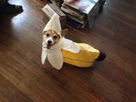 It's Penny Butter Jelly Time! Corgi Costume, Cute Corgi Puppy, Corgi Pictures, Corgi Butts, Corgi Puppy, Cute Corgi, Dog Costumes, Corgi Dog, Welsh Corgi