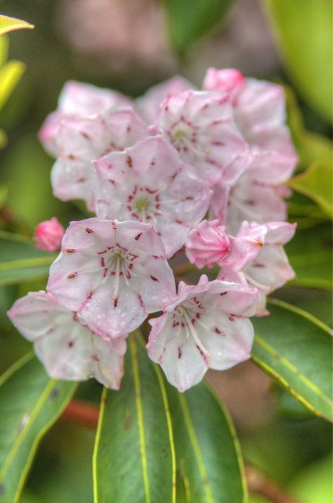 Laurel Tattoo, Small Japanese Tattoo, Laurel Flower, Accent Wall Colors, Diy Accent Wall, Japanese Lanterns, Mountain Laurel, Watercolor Mountains, Art Society