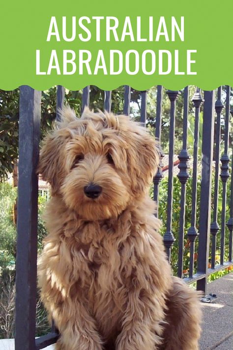 Australian Labradoodle Full Grown, Aussie Doodle Full Grown, Aussie Labradoodle, Labradoodle Full Grown, Australian Labradoodle Grooming, Labradoodle Funny, Labradoodle Haircut Style, Labradoodle Haircut, Labradoodle Grooming