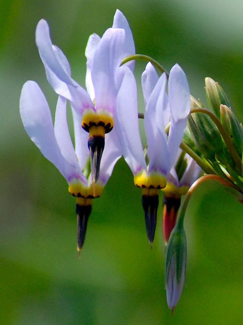 Shooting star wildflower....saw while hiking today in February! Shooting Star Flower, California Wildflowers, Rare Orchids, Lawn Art, Flower Meanings, Garden Quilt, Airbrush Art, Shooting Star, Star Flower