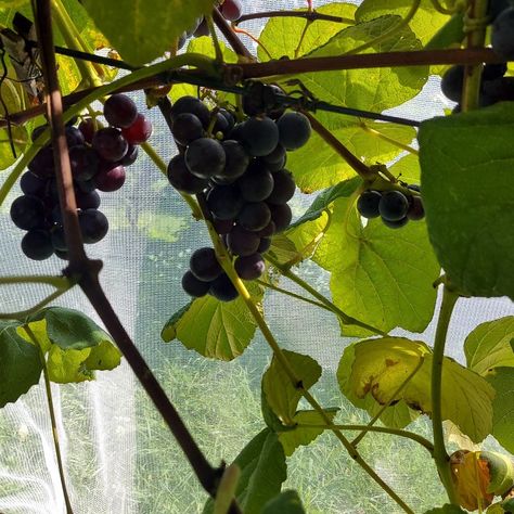 Grapes Grape Orchard, Hiking Trails, Grapes, Hiking, Fruit