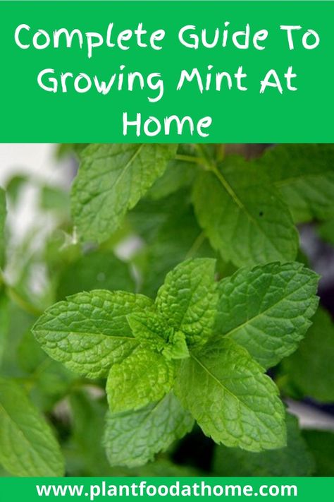 Mint Plant Care, How To Grow Mint, Grow Mint, Plants Grown In Water, Mint Garden, Growing Mint, Growing Tomatoes In Containers, Mint Plants, Gardening Trends