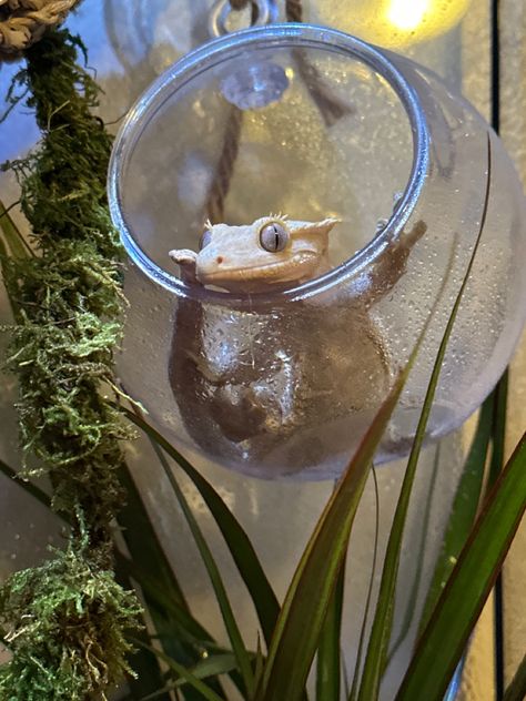 Crested Gecko sitting in hide house being cute Leopard Gecko Cage, Crested Gecko Habitat, Gecko Cage, Crested Gecko Care, Gecko Vivarium, Gecko Habitat, Gecko Terrarium, Cute Gecko, Cute Lizard