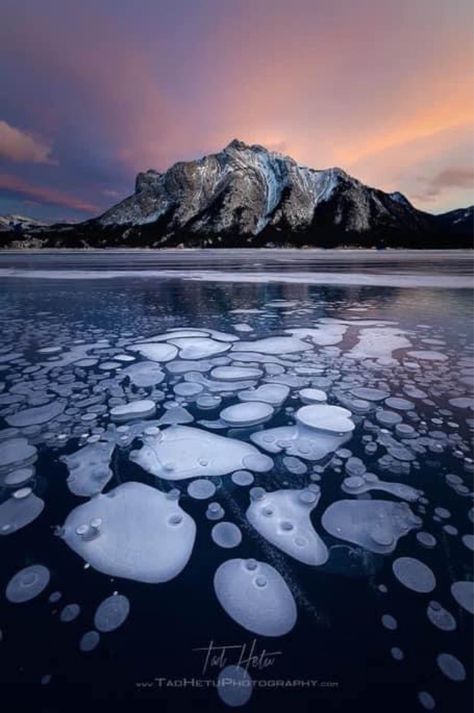 Abraham Lake, also known as Lake... - True Bliss Nature Methane Gas, Frozen Bubbles, Abraham Lake, Weather Patterns, Frozen Lake, Lake Pictures, Canadian Rockies, Alberta Canada, Photography Photos