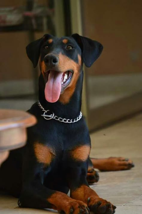 Doberman Pinscher, uncropped ears Perro Doberman Pinscher, Staffordshire Bull Terriers, Doberman Puppies, Doberman Pinscher Puppy, Doberman Love, Doberman Pinscher Dog, Dangerous Dogs, Doberman Puppy, Doberman Dogs