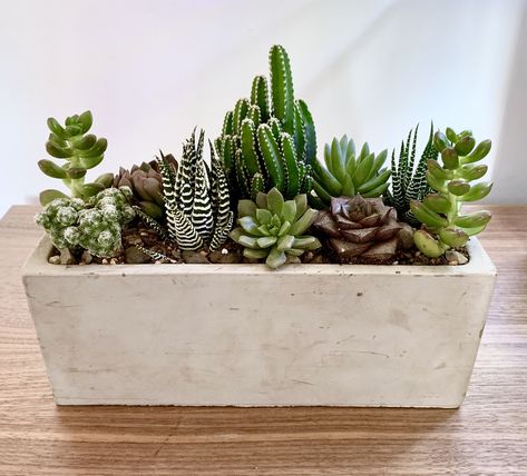 #minwax #woodstain #staincolors #homeimprovement #interiordesign #woodworking #diyprojects #furnituremakeover #homedecor #crafting Succulent Arrangements Rectangle Pot, Rectangle Succulent Arrangements, Rectangular Planters Indoor, Succulents In Rectangle Planter, Succulent Composition, Minwax Stain Colors, Long Planter, Cactus Arrangement, Succulent Landscape Design