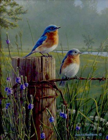 "Meadow's Edge Bluebirds" by Jim Hautman - love the detail in the barb wire..... 강아지 그림, 수채화 그림, Two Birds, Bird Pictures, Bird Drawings, Pretty Birds, Watercolor Bird, Wildlife Art, Pictures To Paint