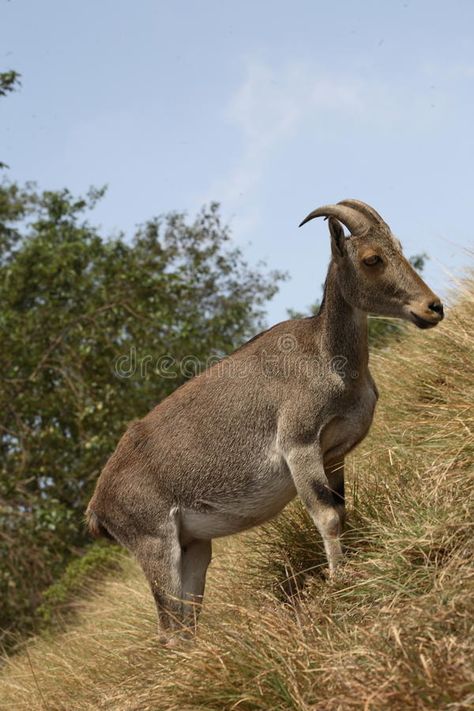 Nilgiri tahr. Hemitragus hylocrius this is the scientific name of nilgiri tahr #Sponsored , #ADVERTISEMENT, #Ad, #tahr, #nilgiri, #scientific, #Nilgiri Nilgiri Tahr, Western Ghats, Scientific Name, Reptiles And Amphibians, Amphibians, Reptiles, Animals Wild, Vintage Posters, Stock Images Free