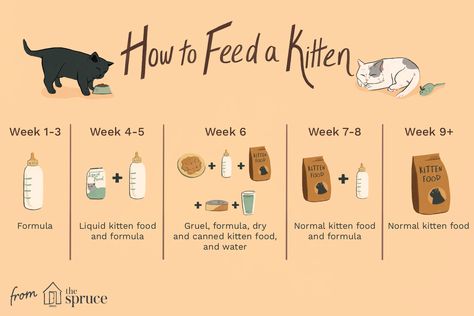 Kitten Feeding Schedule: How Much to Feed Your Growing Kitten What To Feed A Kitten, Kitten Feeding Chart, Kitten Food Schedule, How To Raise A Kitten, How To Take Care Of A Kitten, Kitten Feeding Schedule, Newborn Kitten Care, Taking Care Of Kittens, Kitten Checklist