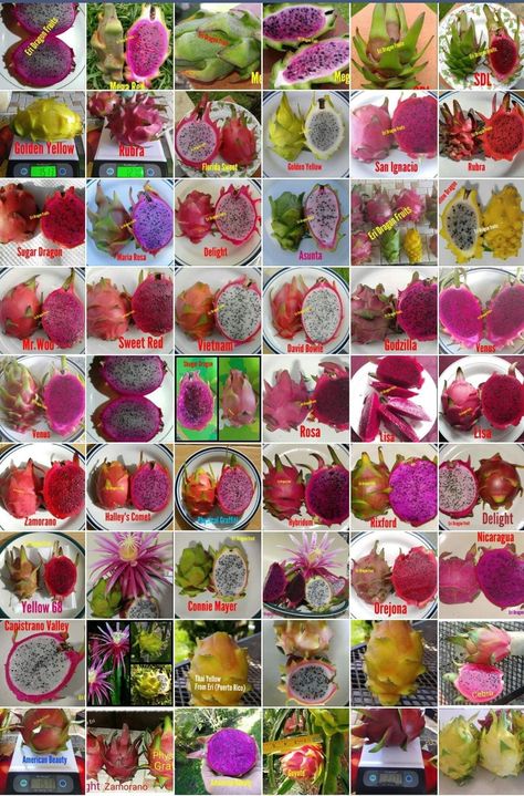 Dragon Fruit Tea Recipe, Dragon Fruit Garden, Dragon Fruit Varieties, Dragon Fruit Juice, How To Grow Dragon Fruit, Como Plantar Pitaya, Dragon Fruit Tree, Dragon Fruit Cactus, Dragon Project