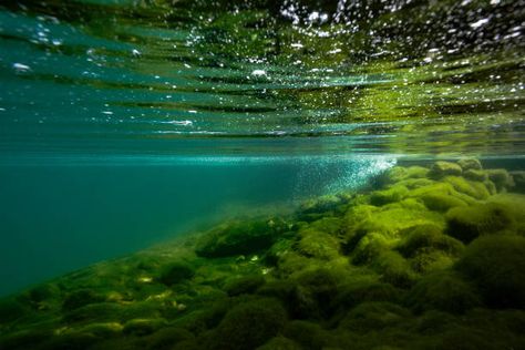 2,421 Underwater Pond Photos and Premium High Res Pictures - Getty Images Underwater Pond, Underwater River, Vivarium Ideas, Photo Graphy, Underwater Images, Drawing Water, Aquarium Ideas, Water Reflection, Water Nymphs