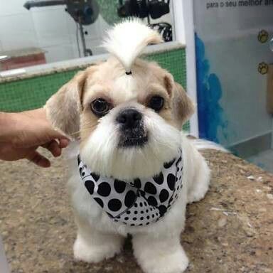 Shitzu Corte Shitzu, Shih Tzu Training, Perro Shih Tzu, Shih Tzu Grooming, Shih Tzu Funny, Lion Dog, Teacup Chihuahua, Shih Tzu Puppy, Lhasa Apso