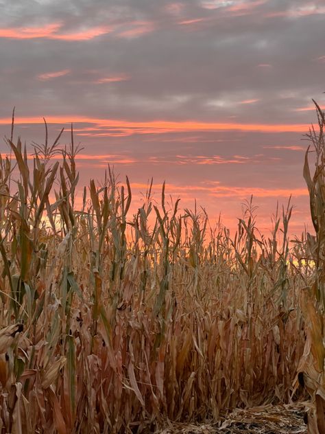 Corn Fields Aesthetic, Fall Farm Aesthetic, Corn Field Aesthetic, Corn Maze Aesthetic, Corn Aesthetic, Haunted Farm, Pumpkin Patch Corn Maze, Corn Harvest, Harvest Corn