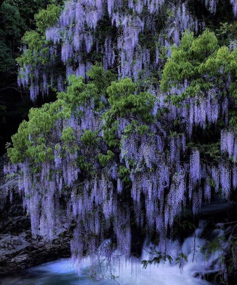 Yamaguchi Japan, Japan Places, Traveling To Japan, Monument Architecture, Super Pictures, Art Muse, Weeping Willow Tree, Wisteria Tree, Weeping Willow