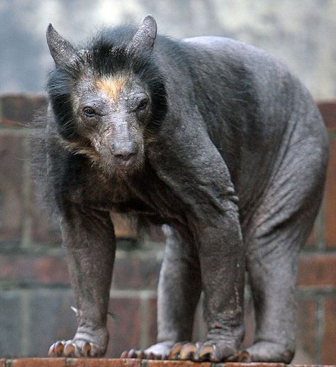 Dolores the bear is among other female bears that were affected by sudden hair loss at a zoo in Leipzig, Germany. Some experts believe this was caused by a genetic defect, though the animals do not seem to be suffering from any other afflictions. Shaved Bear, Hairless Animals, Weird Pics, Unique Creatures, Six Feet Under, Random Pics, Dark Beauty, An Animal, Black Bear