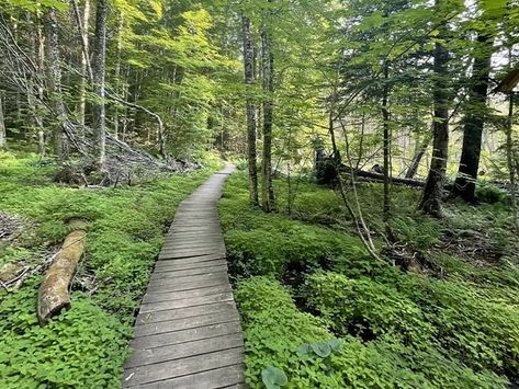 This Picturesque 7.5-Mile Hike In Michigan Will Lead You Someplace Unforgettable Hiking In Michigan, Family Beach Trip, Fall Hiking, Calm Water, Travel Memories, Lake Michigan, National Forest, Water Park, Hotels And Resorts