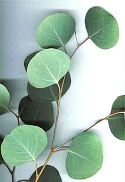 Eucalyptus Polyanthemos, Australian Trees, Gum Tree, Australian Flowers, Silver Dollar Eucalyptus, Seeded Eucalyptus, Plant Protection, Herb Seeds, Deciduous Trees