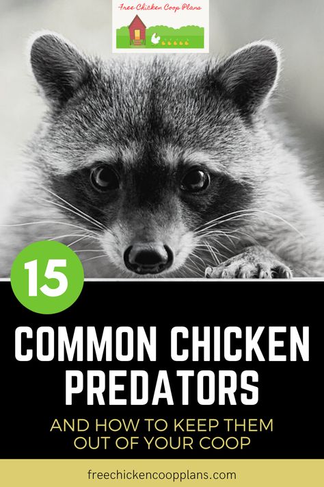 Comprehensive look at common chickens predators and how to keep them out of your coop for good! Predictor Proof Chicken Coop, Chicken Fence, Chicken Pen, Chicken Coop Plans, Electric Fence, Chicken Runs, How To Train Your, Chicken Coop, Coop