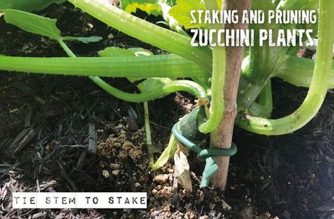 Staking Zucchini Plants, Home Made Fertilizer, Get Rid Of Aphids, Growing Zucchini, Zucchini Plants, Growing Carrots, Backyard Gardens, Zucchini Blossoms, Plant Ties